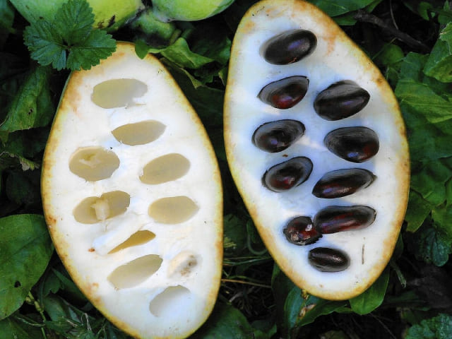 Плод азимины в разрезе