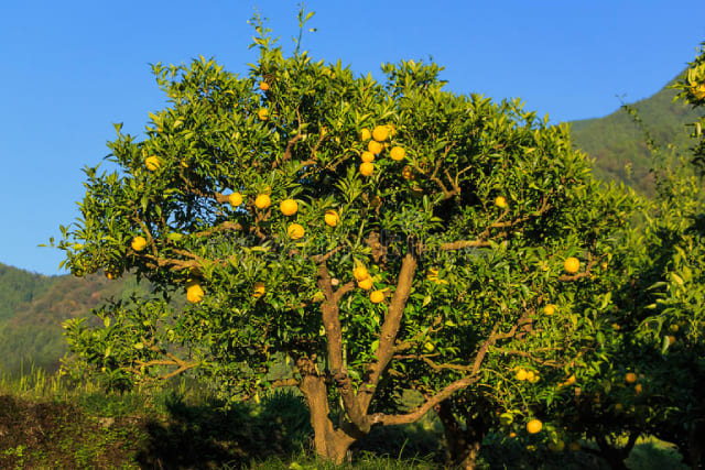 Дерево юдзу с плодами
