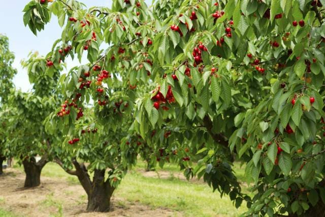 Плодовое дерево черешня