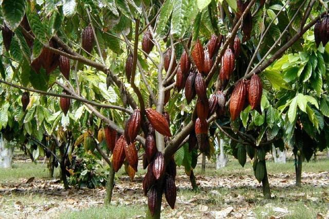 Плодовое дерево какао