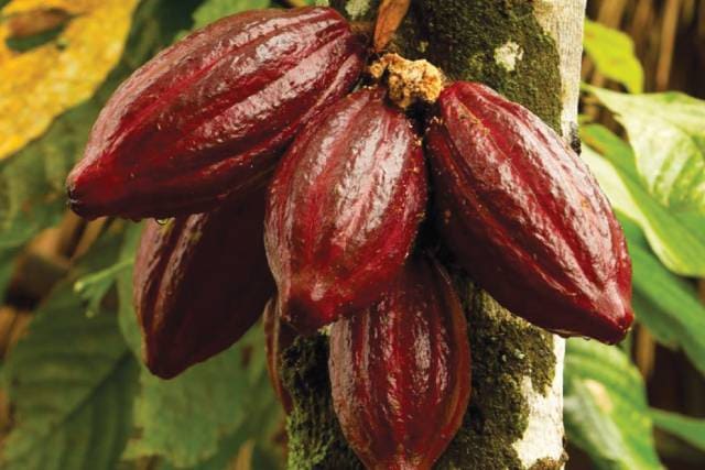 Как растет какао?
