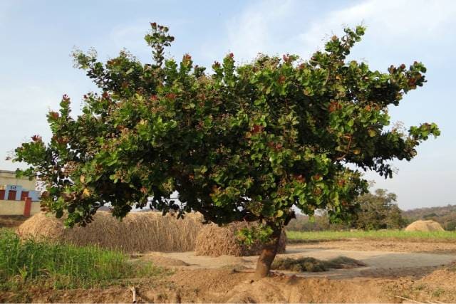 Плодовое дерево Anacardium occidentale