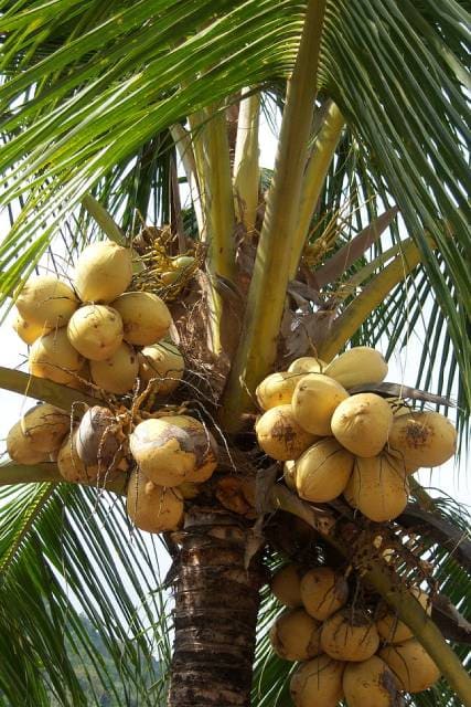 Как растут кокосы?