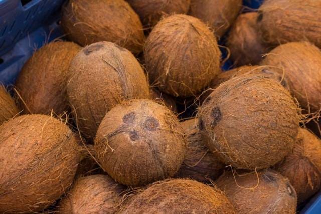 Плоды кокосового дерева