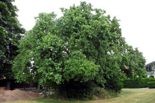 Плодовое дерево шелковица