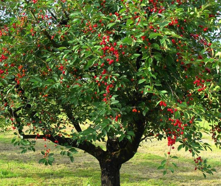 Плодовое дерево вишня