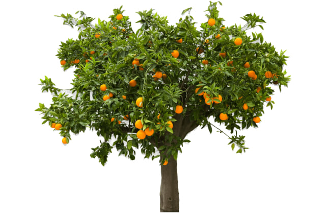 Плодовое дерево клементин