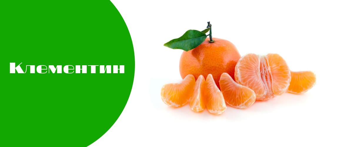 Что из себя представляет фрукт клементин?