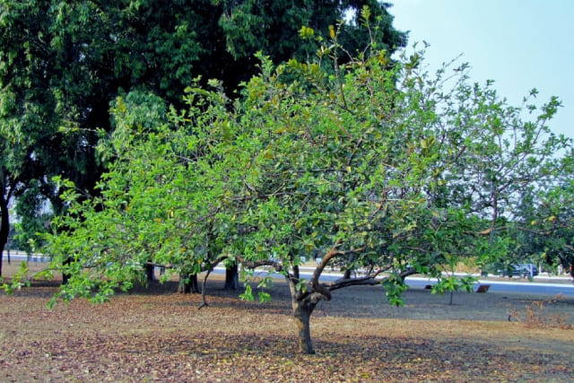 Плодовое дерево гуава