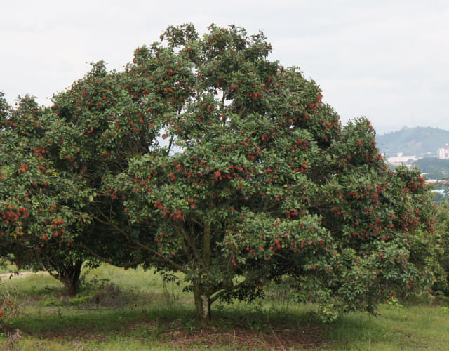 Плодовое дерево рамбутан (Nephelium lappaceum)