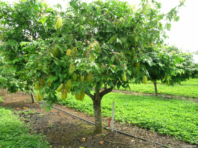 Плодовое дерево карамбола