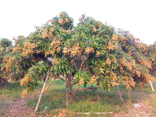 Плодовое дерево лонган