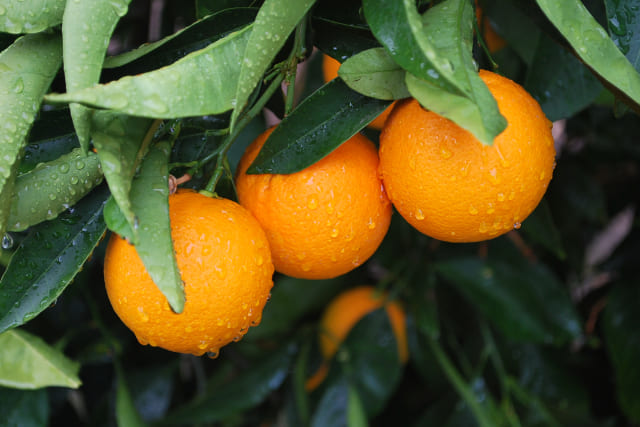 Как растут апельсины?