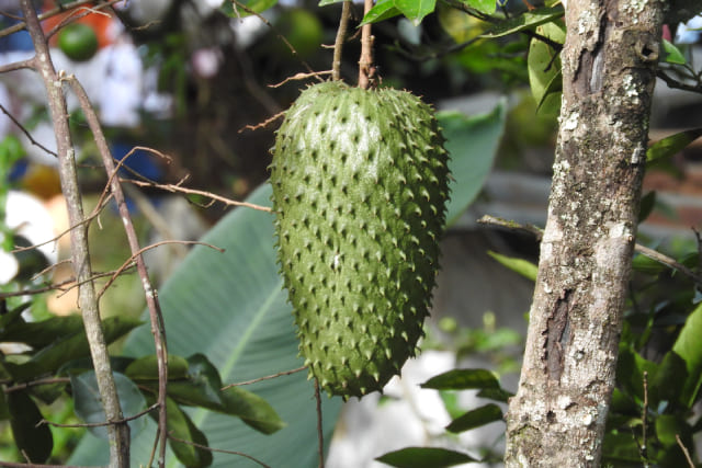 Тропический плод гуанабана