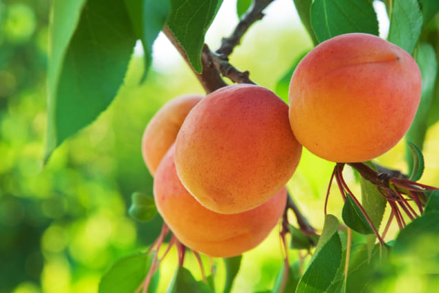 Как растут абрикосы