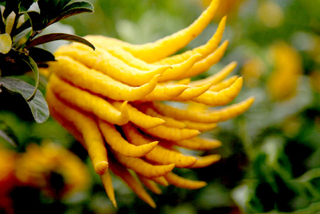 Плод растения цитрон пальчатый